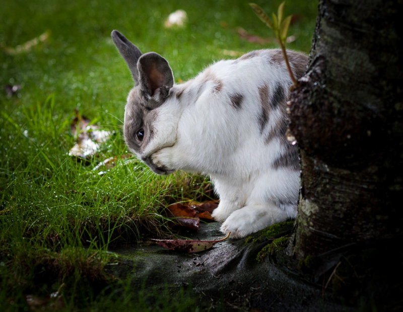 Rabbit cleaning her face
