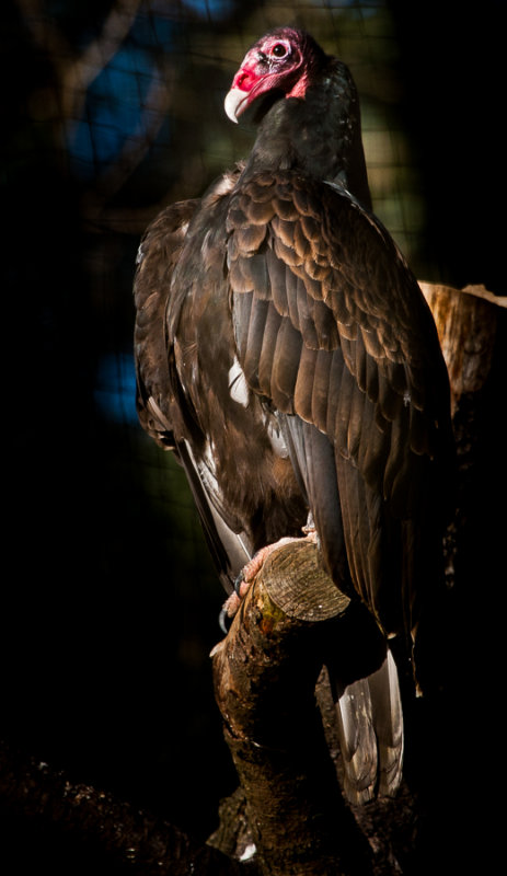 Vulture