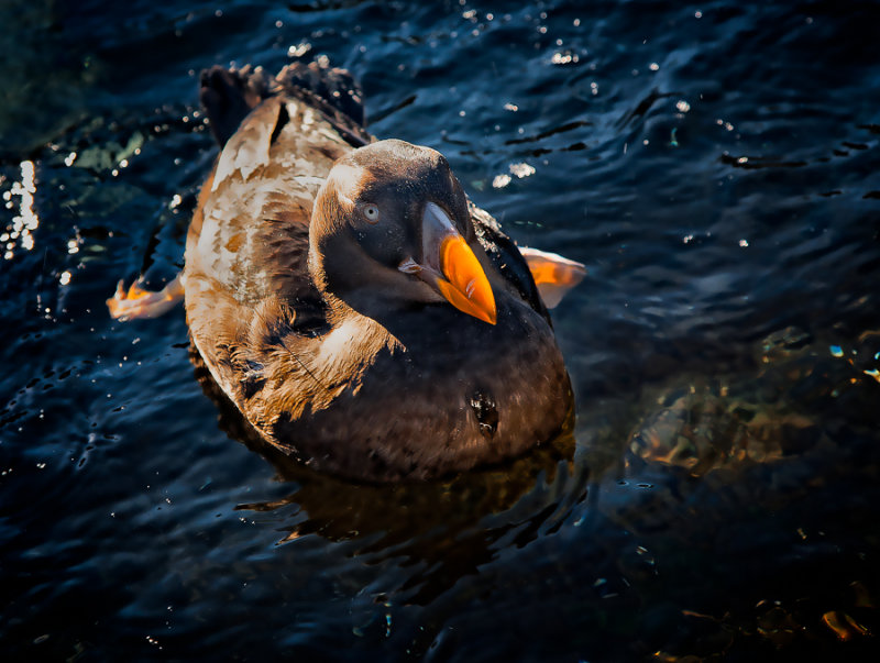 Tufted Puffin