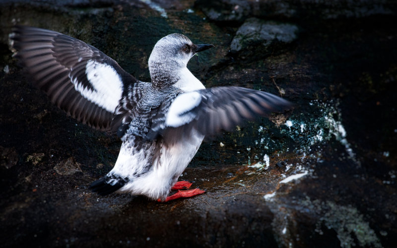 Pigeon Guillemot