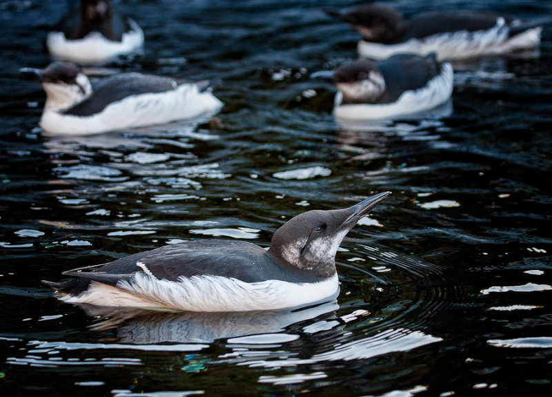 Common Murre