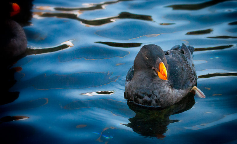 Tufted Puffin