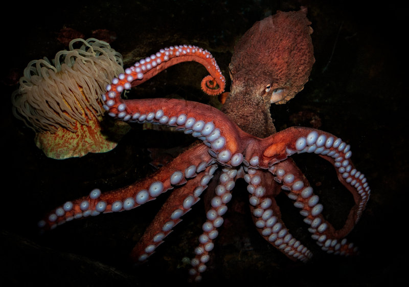 Giant Pacific Octopus