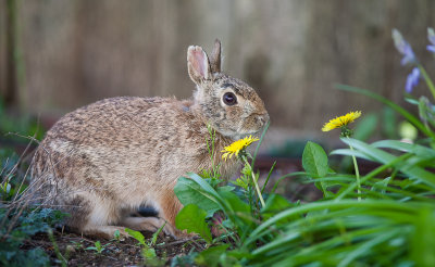 Backyard rabbit