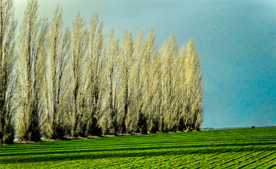 Of trees and field