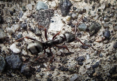 An ant