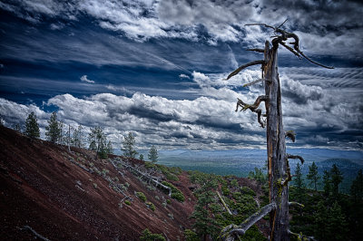 Dead tree, Lava Butte