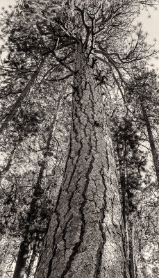 Grand tree, Lava Cast Forest, Oregon