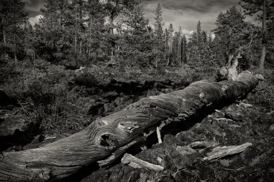 Resting giant, Lava Cast Forest, Oregon