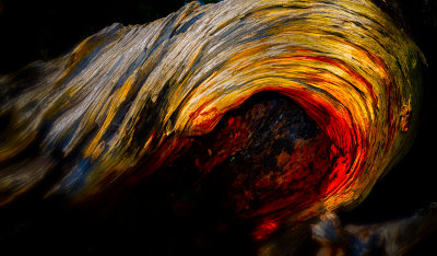 Nature's abstract