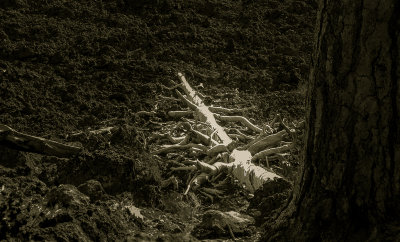 Dead trunk, Lava Cast Forest, Oregon