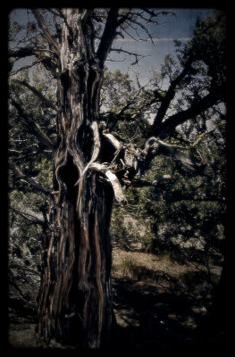 Nature's art work - tree trunk