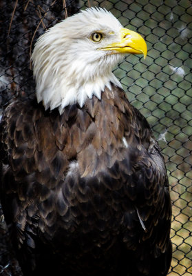 Bald Eagle