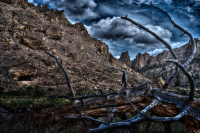 Tree trunk in Smith Rock State Park, Oregon