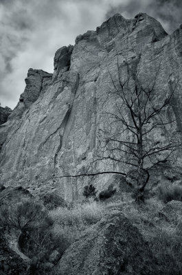 Tree and mountain - Smith Rock State Park, OR