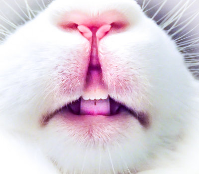 Rabbit mouth close-up