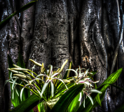 Flowers and Banyan tree