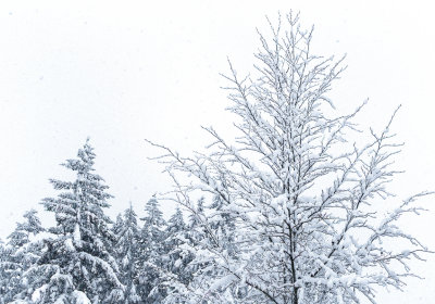 Snow on tree branches