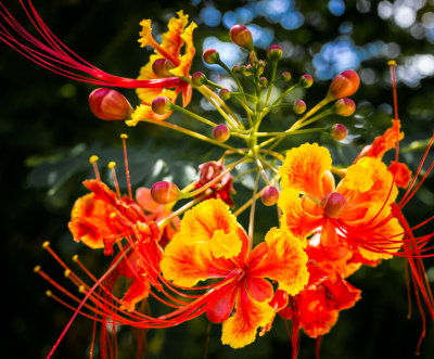 Colorful flowers in Foster Garden, Honolulu, Hawaii