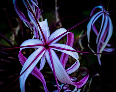 Flower close-up