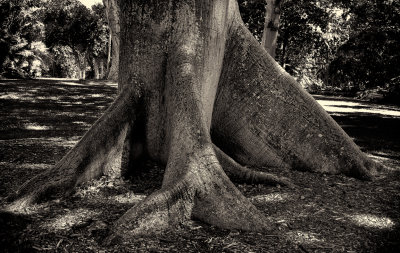 Kapok tree trunk