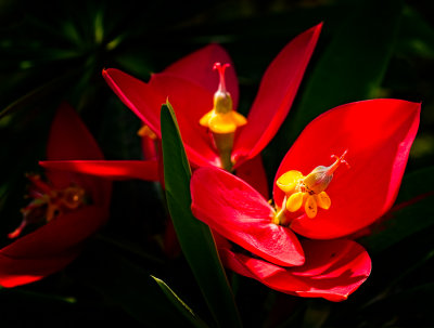 Flower close-up