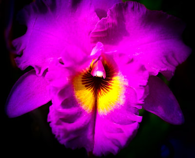 Pink orchid close-up