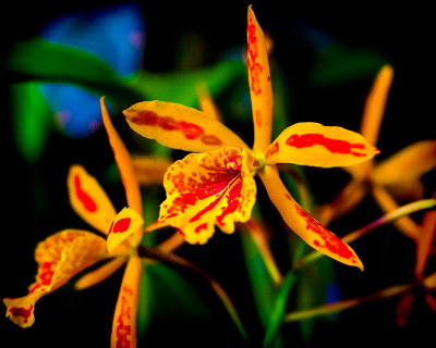 Yellow orchid close-up