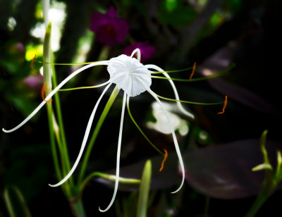 White exotic flower close-up