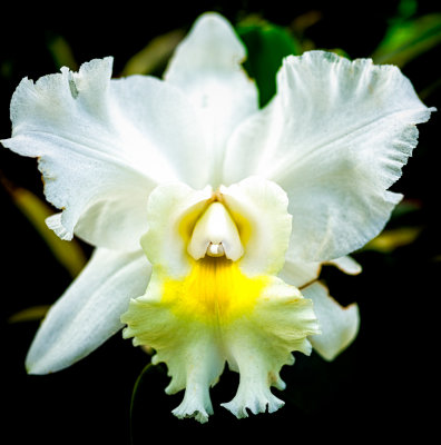 White orchid close up