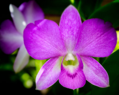Pink orchid close-up