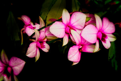 Happy pink orchids