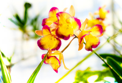 Orange orchids