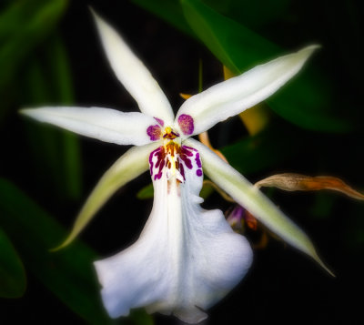 White orchid