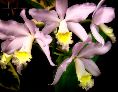 Pink orchid close-up