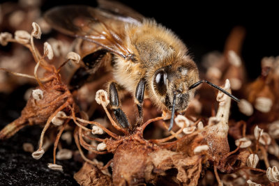 Bee on English Laurel flowers