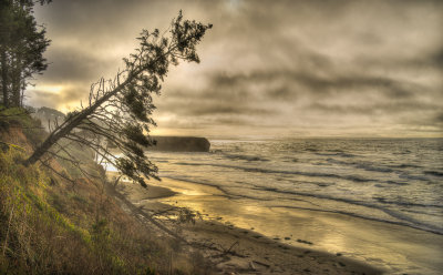 Tree form in Otter Crest Beach