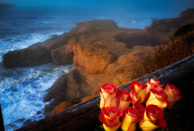 Roses at Otter Crest, Oregon Coast