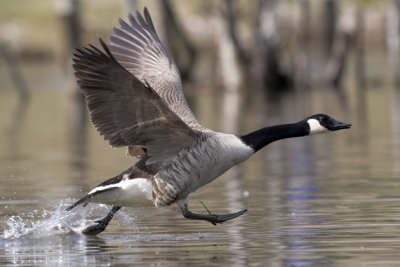 Canada Goose(Branta canadensis)