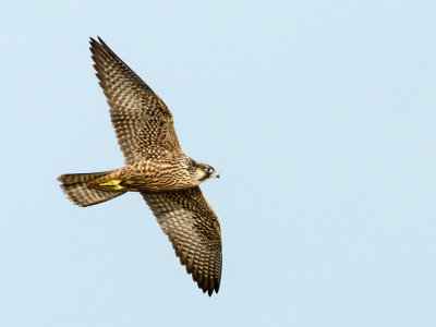 Peregrine falcon (Pilgrimsfalk)