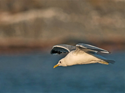 Common Gull (Fiskms)