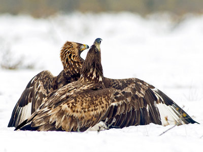 Golden Eagle protects her prey