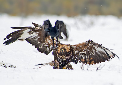 Golden Eagle and Raven