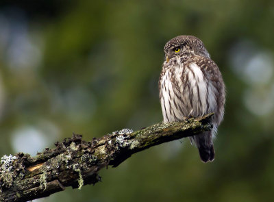 Pygmy Owl (Sparvuggla)