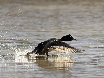 Tufted Duck (Vigg)
