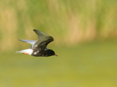 White-winged Tern