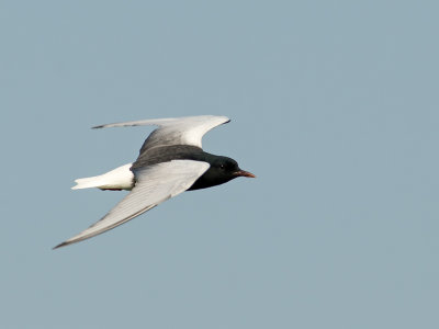 White-winged Tern