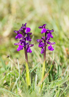 Orchis morio (Gknycklar)