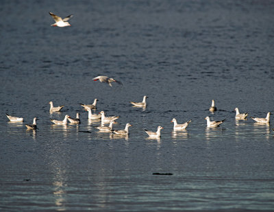 Black-headed-gull.jpg