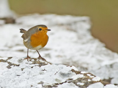 European robin